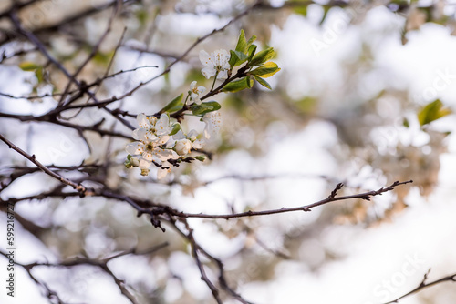 Cherry blossom in spring for background or copy space for text.