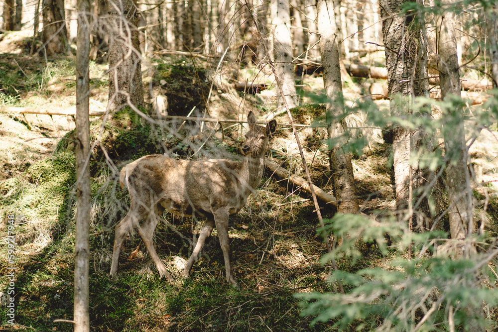 Deer grazing deep in forest bush. Nature and animals Deer grazing deep in forest bush. Nature and animals