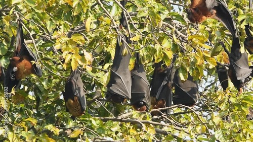 full shot of indian flying fox or greater indian fruit bat or Pteropus giganteus family or group hanging on tree with wingspan at keoladeo national park bharatpur bird sanctuary rajasthan india asia photo