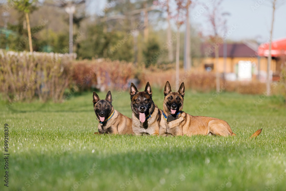 Three belgian shepherd dogs lying in a field Three belgian shepherd dogs lying in a field
