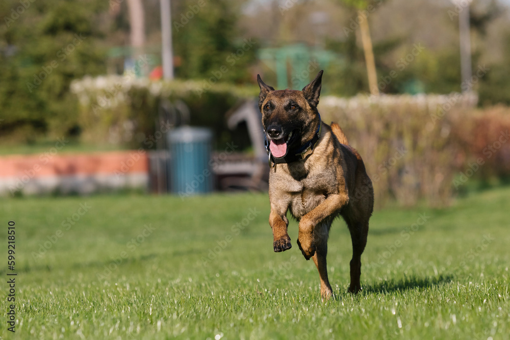 Belgian shepherd dog running in a field