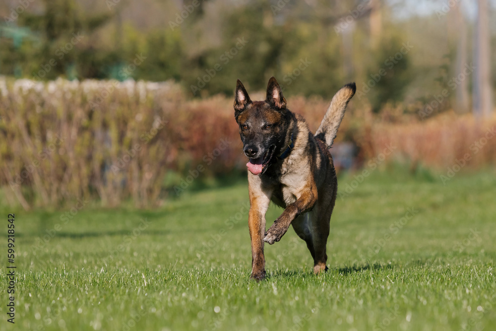 Belgian shepherd dog running in a field