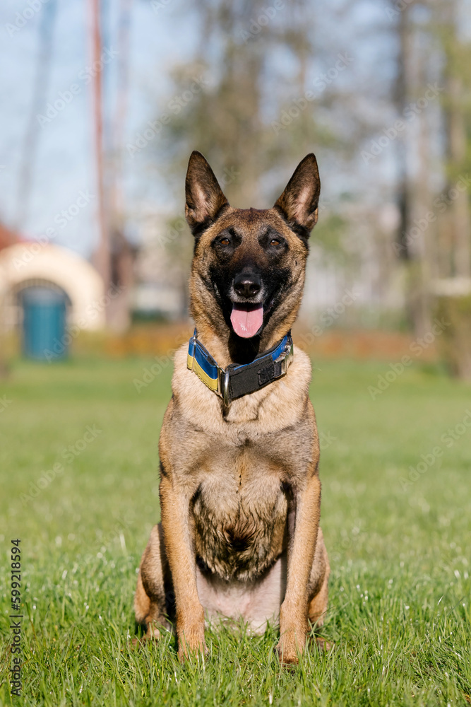 Belgian malinois dog with a yellow collar sits in a field