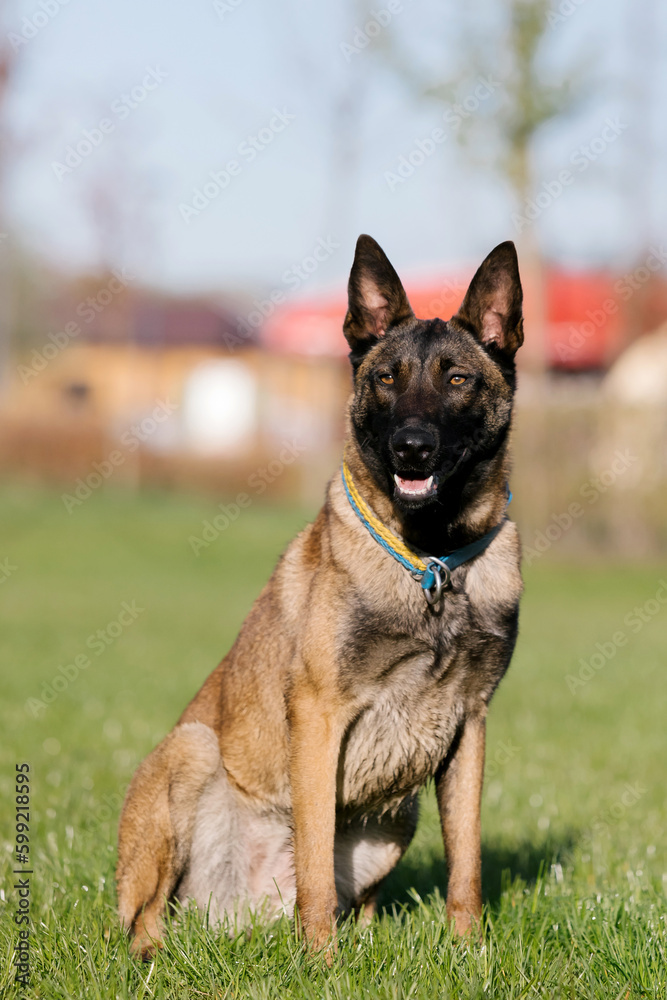 Belgian malinois dog with a yellow collar sits in a field