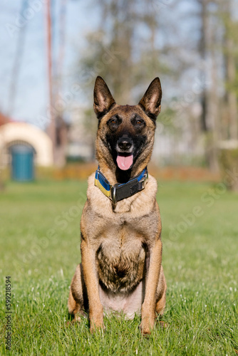 Belgian malinois dog with a yellow collar sits in a field