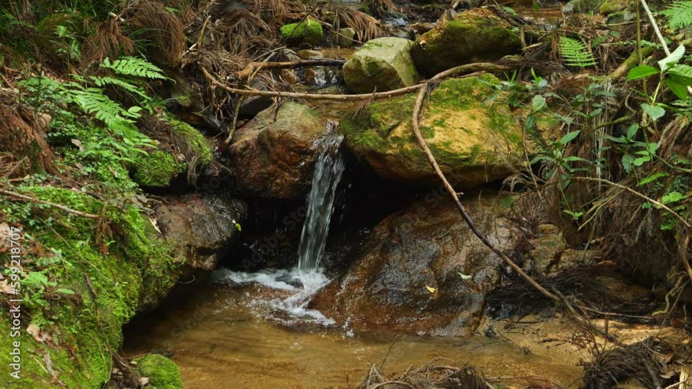 Beautiful scenery with streams, waterfalls, and plants in a natural forest Beautiful scenery with streams, waterfalls, and plants in a natural forest