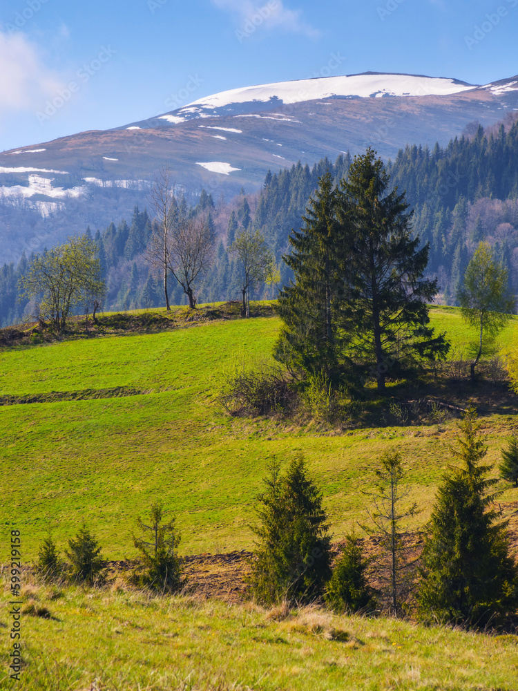 Obraz premium beautiful spring background of grassy hills and mountains. trees on the slopes. ridge with snow capped tops in the distance