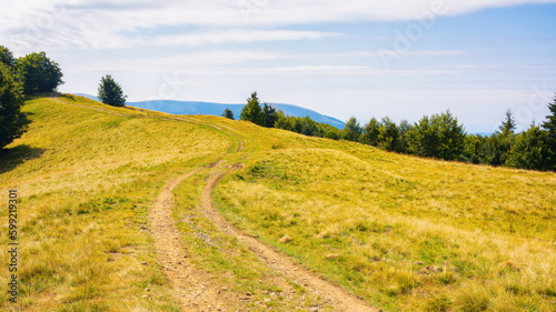 rural road through green meadows on forested rolling hills. carpathian countryside in summer. mountain range in the distance beneath a blue sky with fluffy clouds