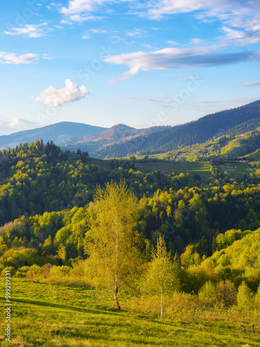 rural landscape with forested hills. beautiful rolling scenery in evening light with fluffy clouds on a bright sky. simple sustainable living in carpathian mountais