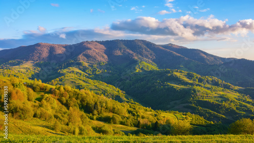 carpathian rural landscape in spring. trees on the grassy hills rolling in to the distant valley. wonderful scenery in warm evening light. fluffy clouds on the blue sky © Pellinni