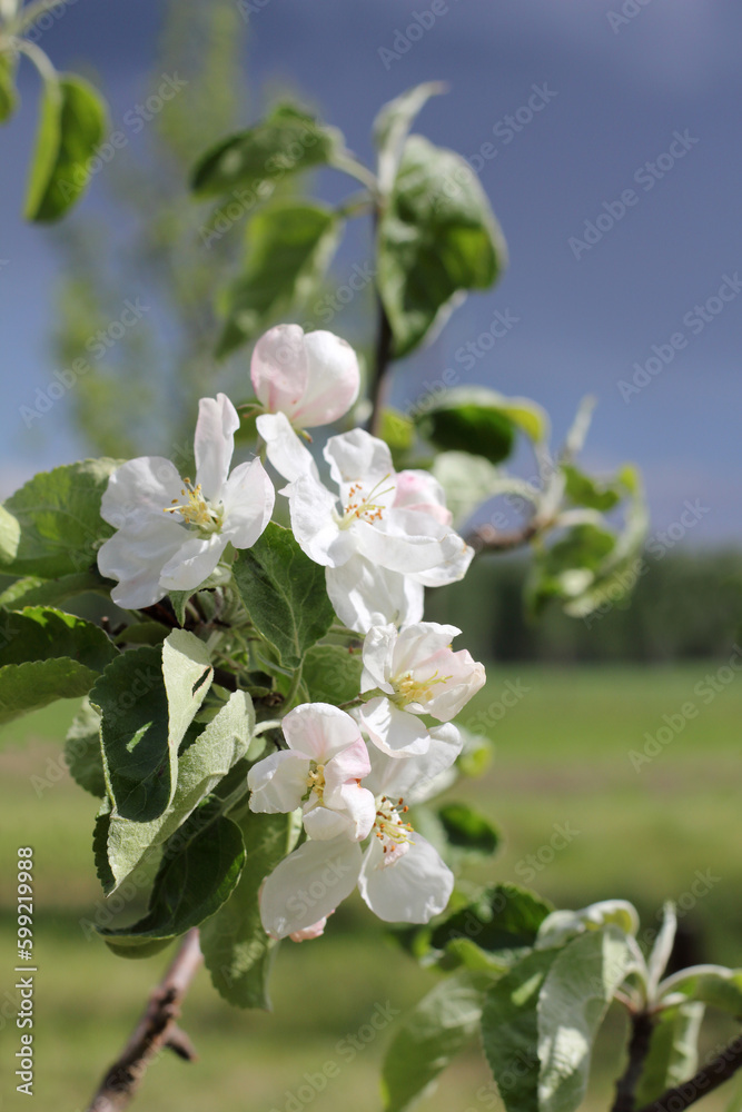 Obraz premium blooming flowers on a branch of an apple tree. spring in the orchard