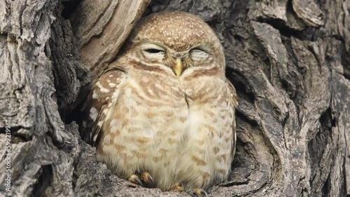 closeup shot of spotted owlet or owl or Athene brama coming out of nest in winter sunlight with wink eye at keoladeo national park or bharatpur bird sanctuary rajasthan india asia photo