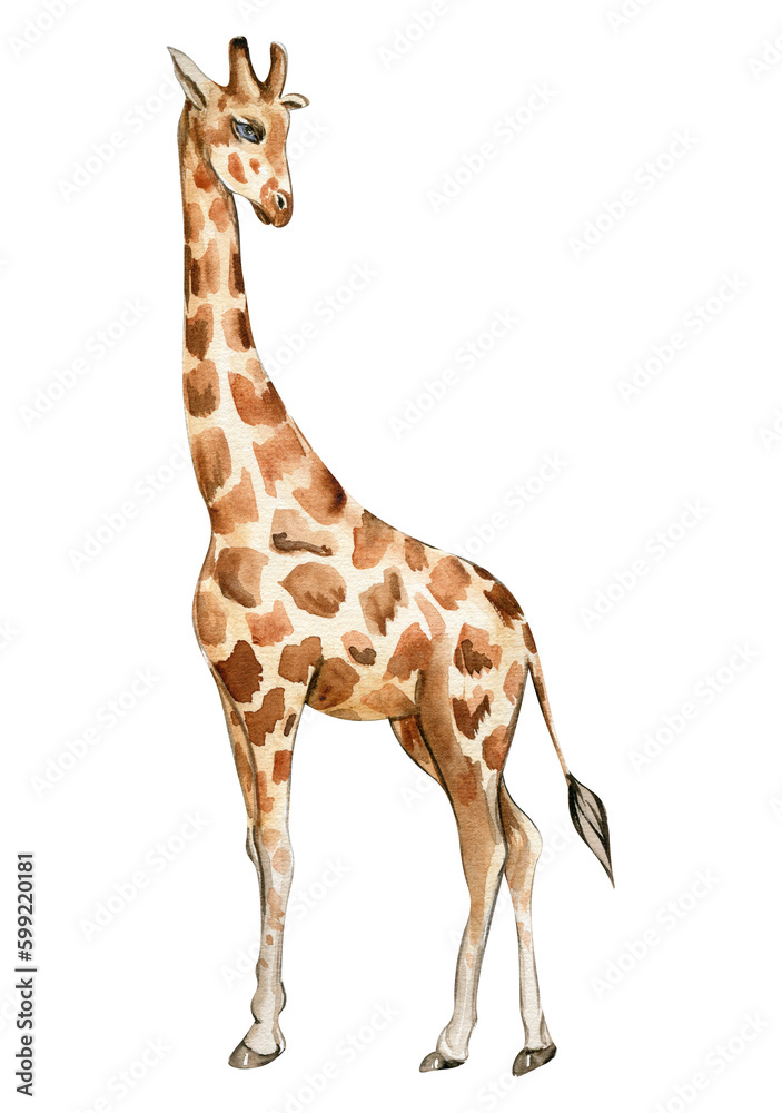 Obraz premium Watercolor giraffe illustration, Cartoon tropical animal , exotic summer jungle design.Hand drawn. Designf for baby shower party, birthday, cake, holiday celebration design, greetings card,invitation.