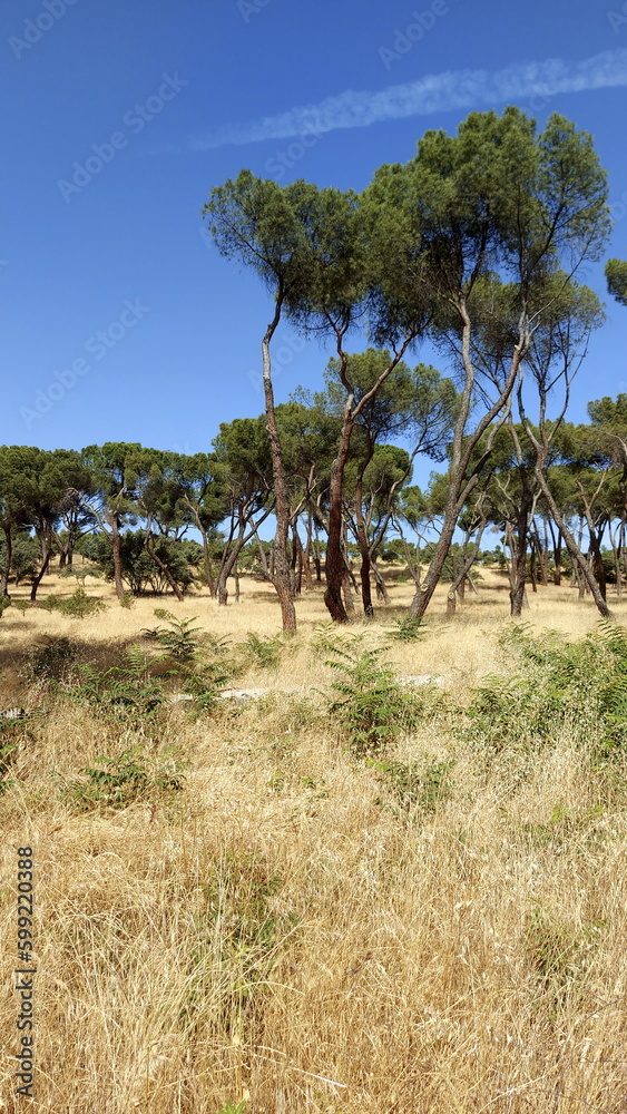 Tall pine tree forest in Spain near Madrid, Casa de Campo