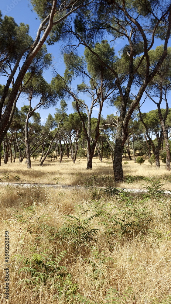 Fototapeta premium Tall pine tree forest in Spain near Madrid, Casa de Campo