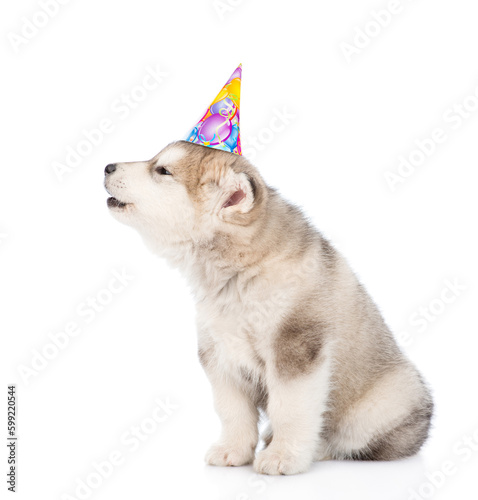 Husky puppy wearing birthday cap looks away and up on empty space. isolated on white background © Ermolaev Alexandr