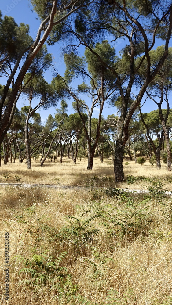 Tall pine tree forest in Spain near Madrid, Casa de Campo Tall pine tree forest in Spain near Madrid, Casa de Campo