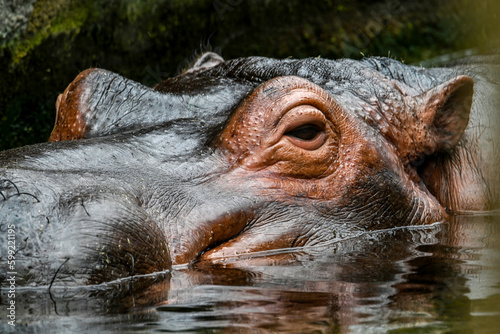 Low angle portrait of a hippo