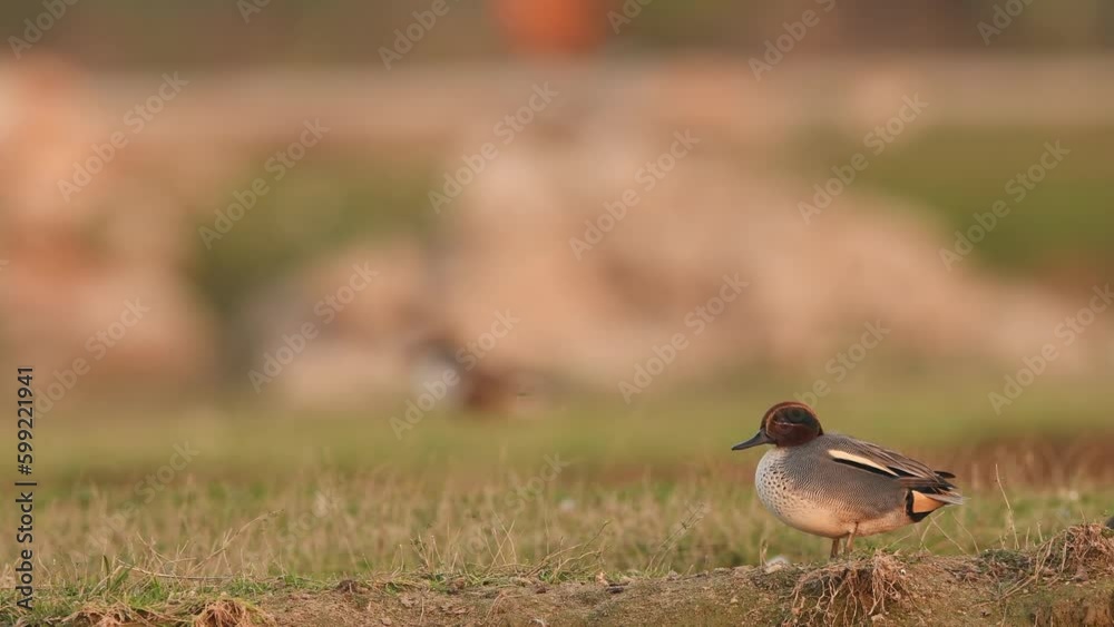 Full shot of Eurasian teal or common teal or Eurasian green winged teal bird in natural green background during winter migration at keoladeo national park bharatpur bird sanctuary rajasthan india asia