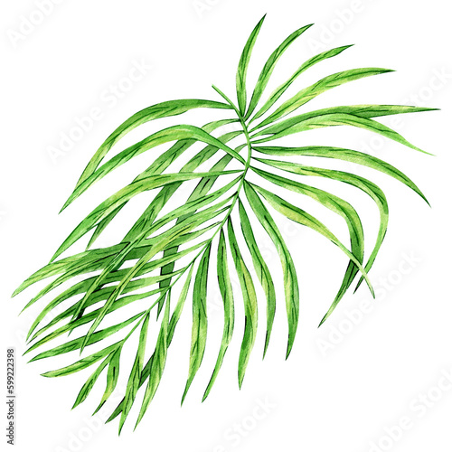 Watercolor illustration of tropical green palm leaves. Hand drawn exotic greenery   palm leaf  fern. Floral clipart . Perfect for invitations  cards  prints  packaging.