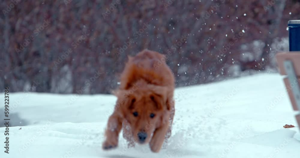 Golden Retriever running in deep snowy park