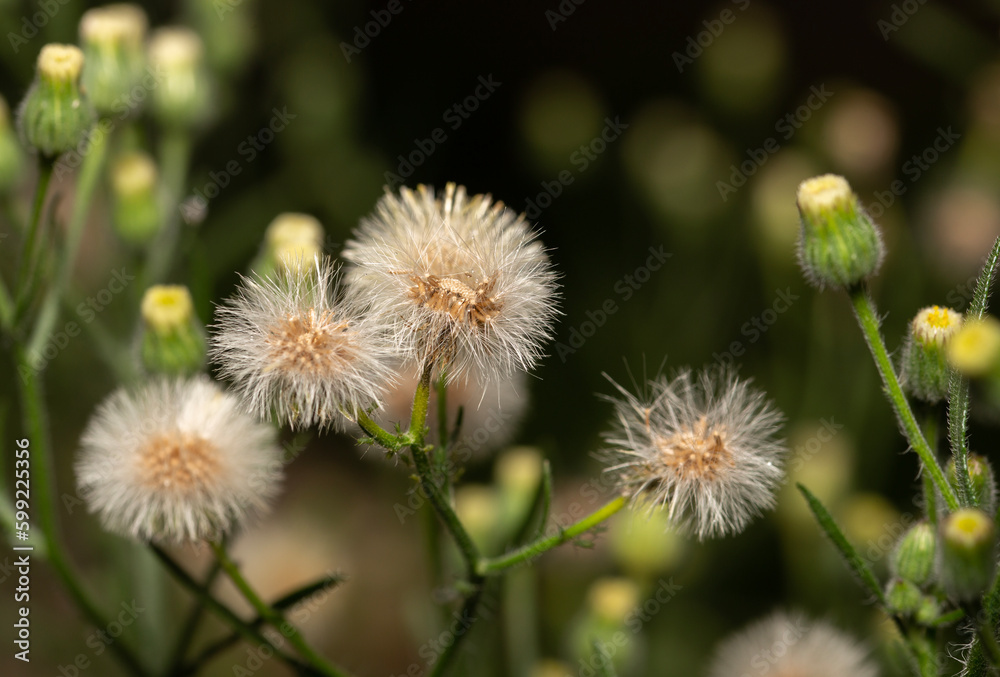 close-up of dandelions and dandelion buds close-up of dandelions and dandelion buds