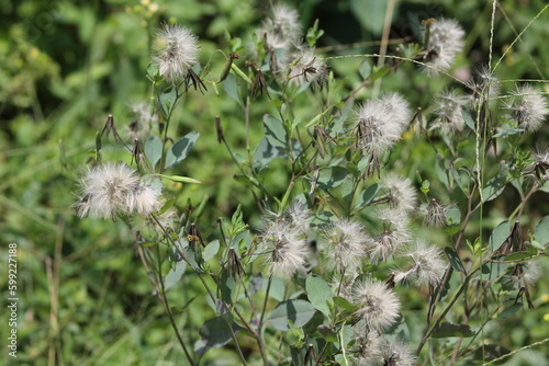 wild flowers blooming like dandelions