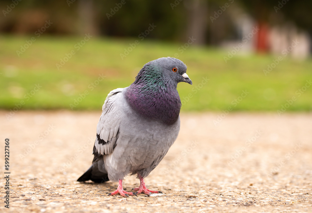 Obraz premium homing pigeon, or rock dove, with beautiful purple and green colours on the neck, found at a park in Adelaide, South Australia
