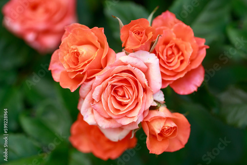 orange roses bloom