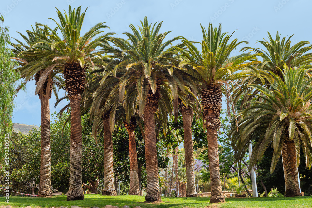 Group of palm trees in Parque La Granja in Santa Cruz de Tenerife. Canary Islands. Group of palm trees in Parque La Granja in Santa Cruz de Tenerife. Canary Islands.