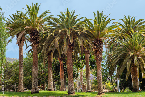 Group of palm trees in Parque La Granja in Santa Cruz de Tenerife. Canary Islands.