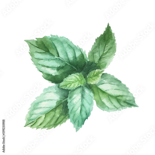 Watercolor sketch of mint. Vector illustration peppermint green leaves 