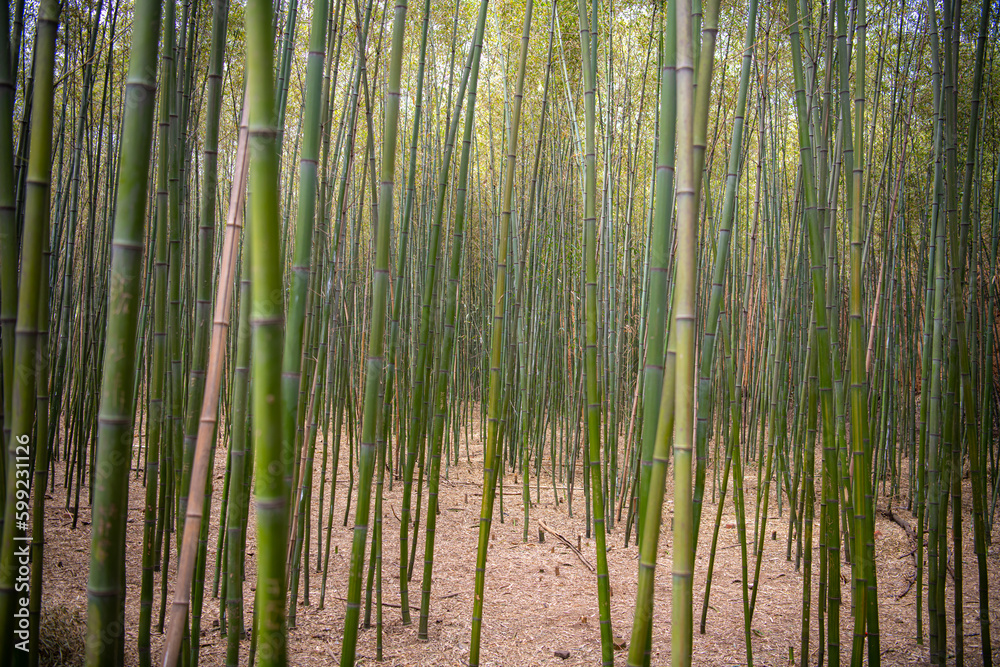 Fototapeta premium Bamboo forest in Shaolin monastery, Hunan, China. Copy space for text, wallpaper, background