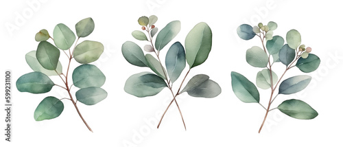 Watercolor vector branch with green eucalyptus leaves isolated on white silver dollar tree leaves. Botanical set