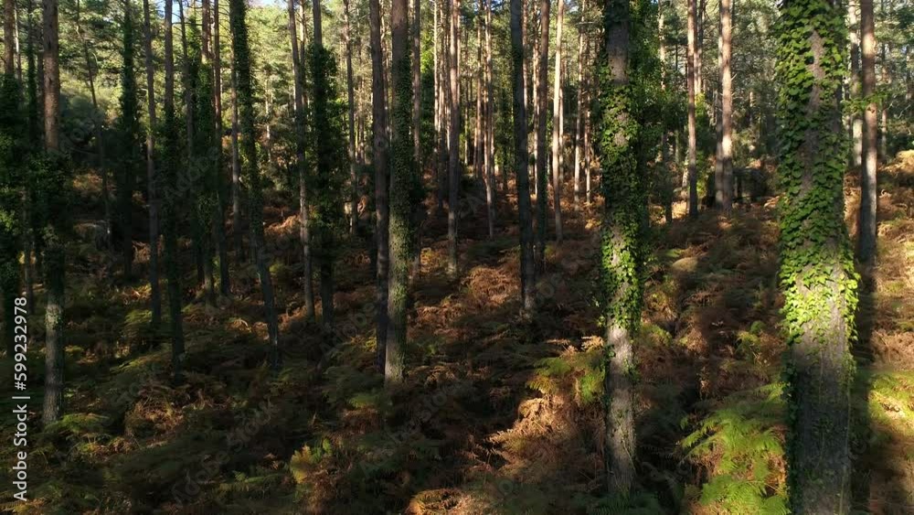 Summer Mountain Forest, Outdoor Adventure Summer Mountain Forest, Outdoor Adventure
