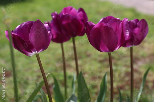 tulips in the spring sunlight
