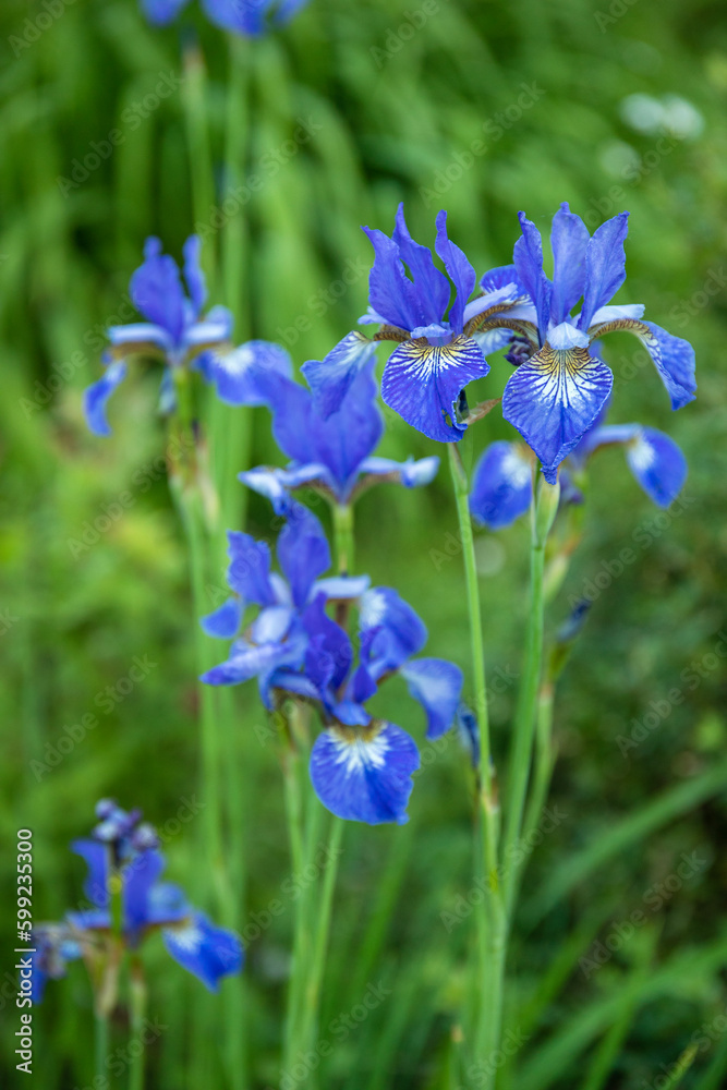 Garden with beautiful water iris flowers