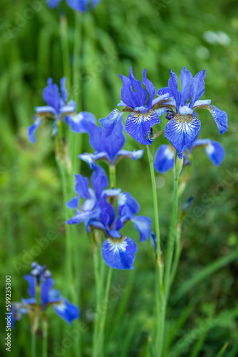 Garden with beautiful water iris flowers