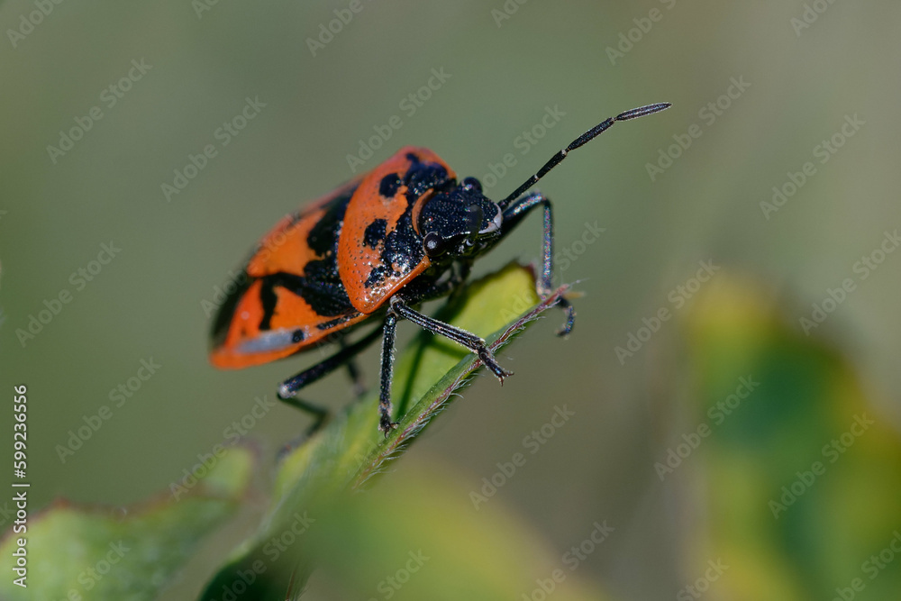 Shield bug (Eurydema ornata) on a leaf Shield bug (Eurydema ornata) on a leaf