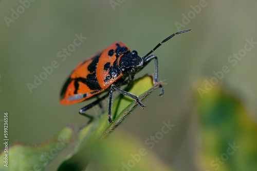 Shield bug (Eurydema ornata) on a leaf