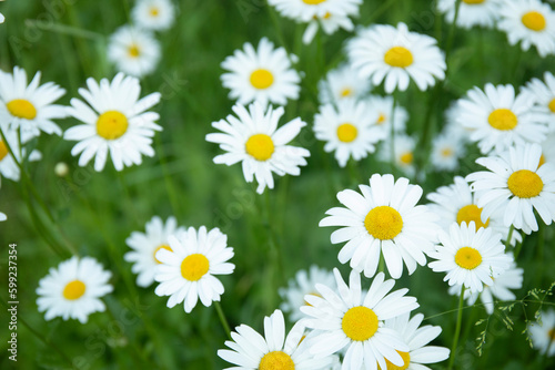 Daisy camomiles at sunny day in a garden