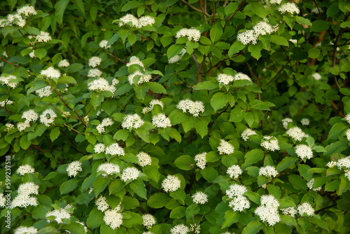 Cornus sanguinea, the common dogwood or bloody dogwood flowiring in spring