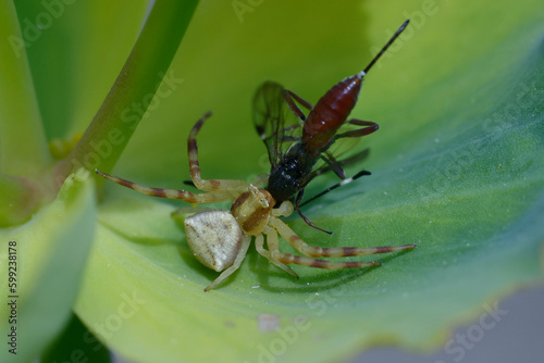 Crab spider (Thomisus onustus) having captured a wasp photo