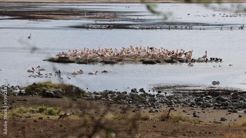 Group of Pelicans gathering on a small island in Lake Nakuru Group of Pelicans gathering on a small island in Lake Nakuru