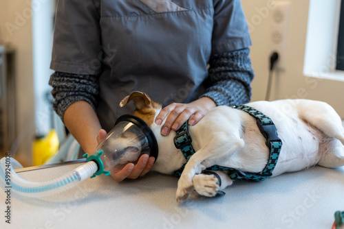 Une vétérinaire endort un chien avec un masque à gaz pour une opération