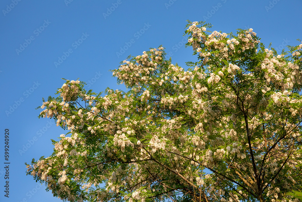 Acacia tree white flowers blooming against blue sky Acacia tree white flowers blooming against blue sky