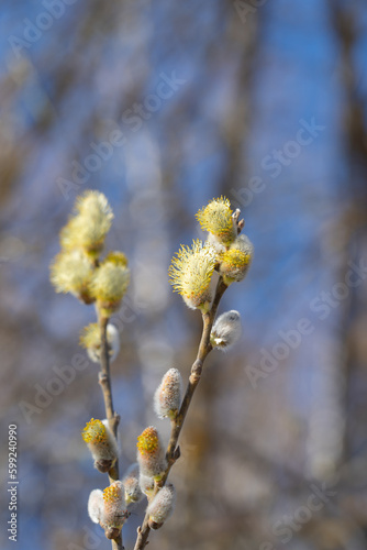 spring willow branches with blooming flowers and insects on a blue sky background