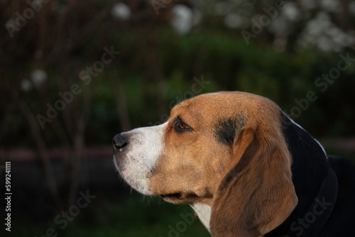 perro beagle en casa