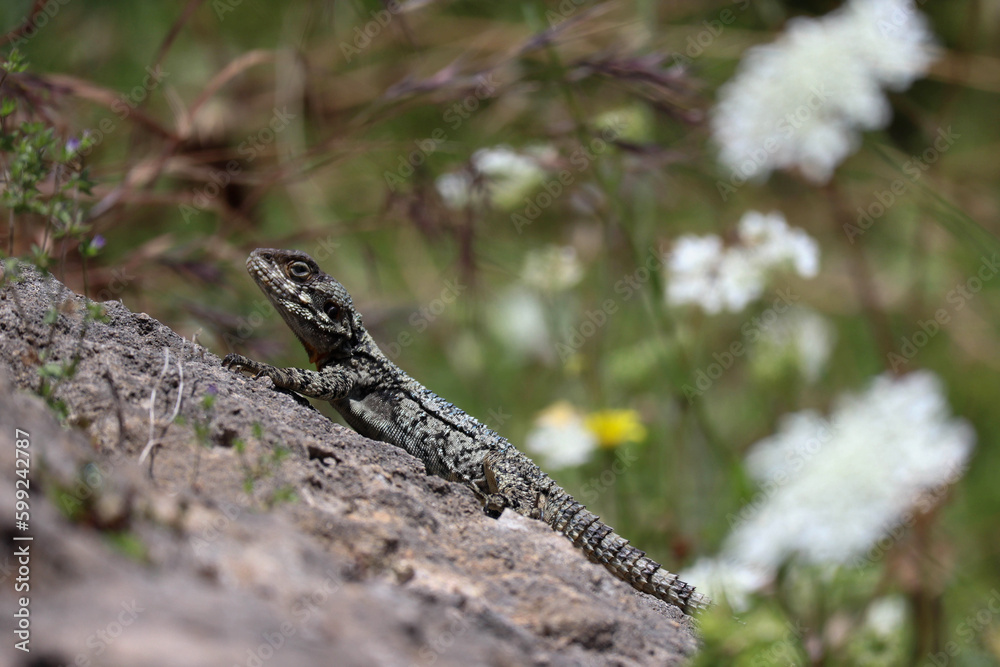 Large lizard on a rock on a sunny day, in Byblos, Lebanon Large lizard on a rock on a sunny day, in Byblos, Lebanon