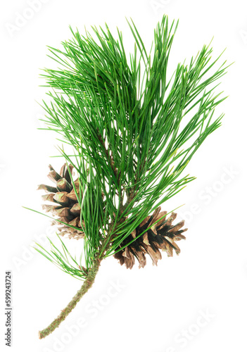 Pine tree branch. Fir twigs with green needles isolated. Winter holiday evergreen decoration, spruce. Cones, pine branch